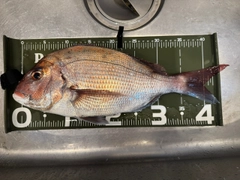タイの釣果