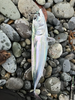 ソウダガツオの釣果