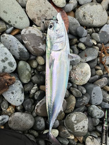 ソウダガツオの釣果