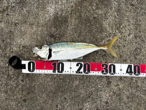 マアジの釣果