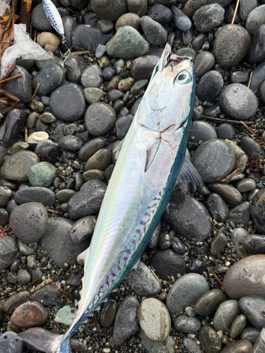ソウダガツオの釣果