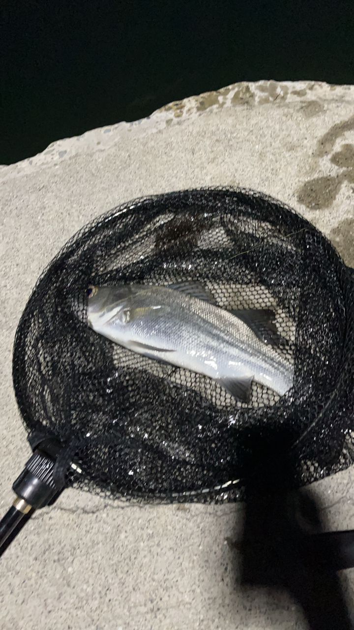 フッコ（ヒラスズキ）