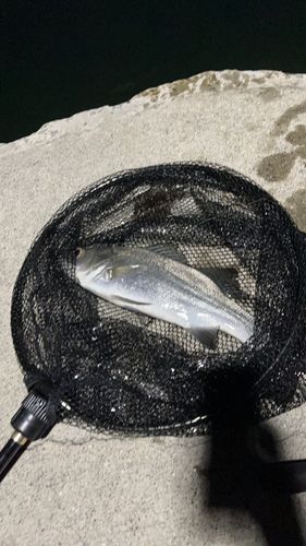 フッコ（ヒラスズキ）の釣果