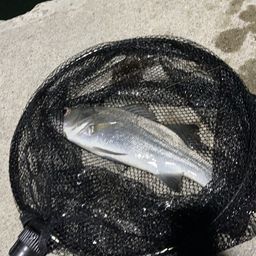 フッコ（ヒラスズキ）