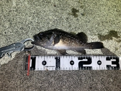 クロソイの釣果