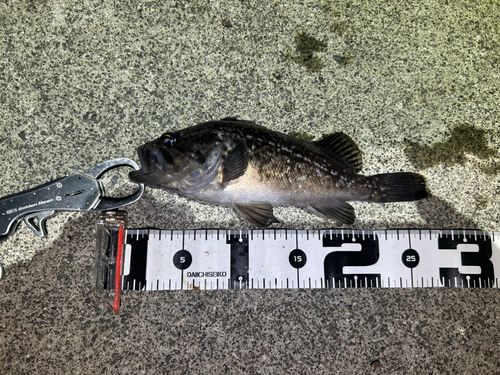 クロソイの釣果