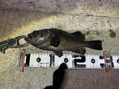 クロソイの釣果