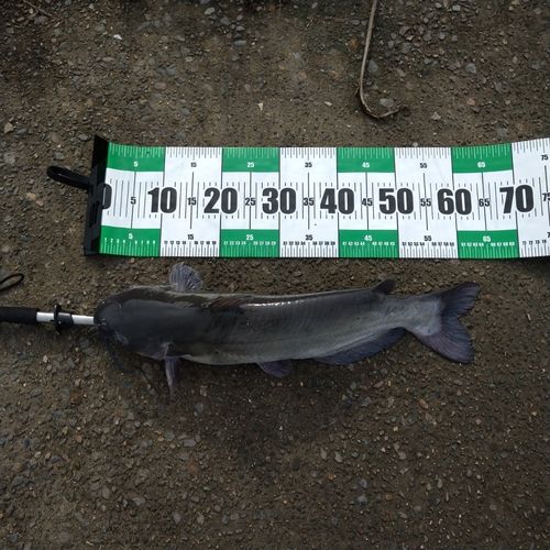 アメリカナマズの釣果