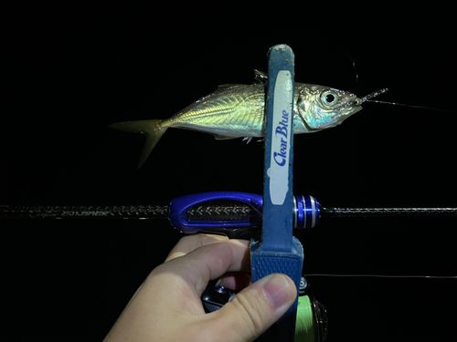 マアジの釣果