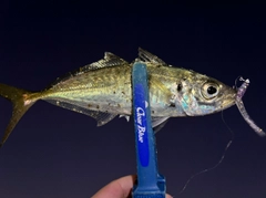 マアジの釣果