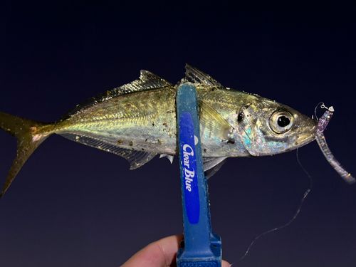 マアジの釣果