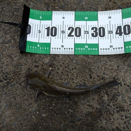 アメリカナマズの釣果