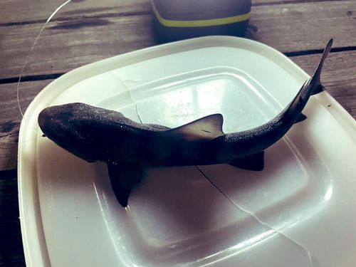 サメの釣果