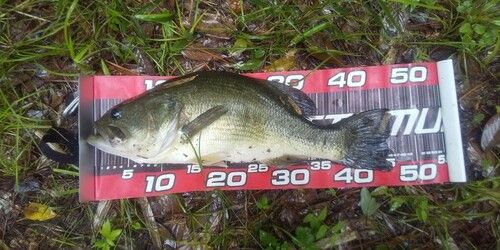 ブラックバスの釣果