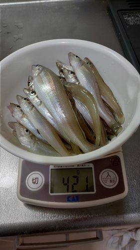 キスの釣果