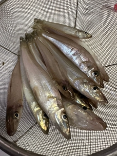 キスの釣果