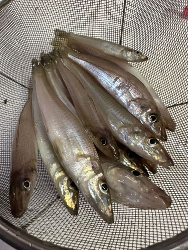 キスの釣果
