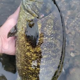 スモールマウスバス