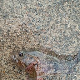 オウゴンムラソイ