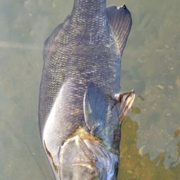 スモールマウスバス