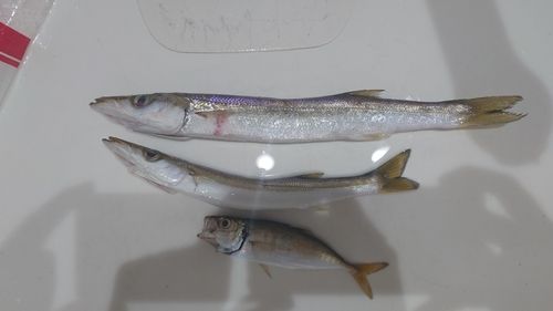 アジの釣果