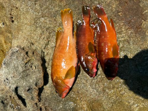 アカハタの釣果