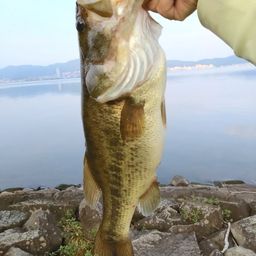 ブラックバス