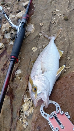 ネリゴの釣果