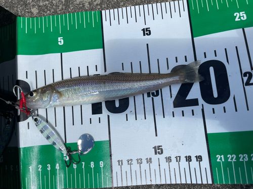 シロギスの釣果