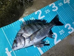 クロダイの釣果