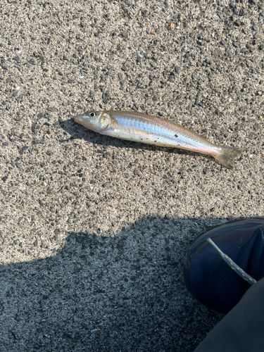 キスの釣果