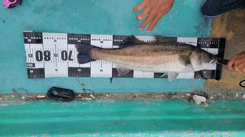 シーバスの釣果