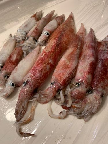 アカイカの釣果