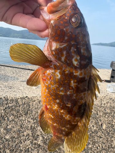 キジハタの釣果
