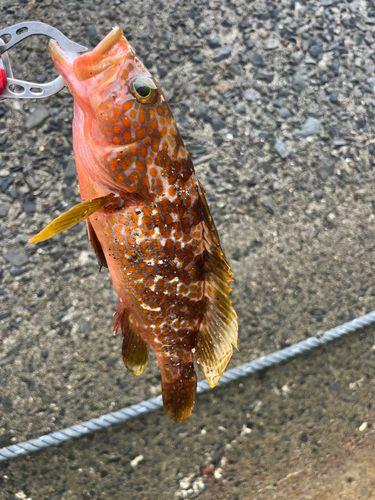 キジハタの釣果