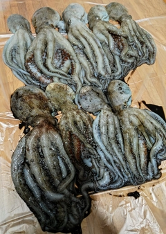 タコの釣果