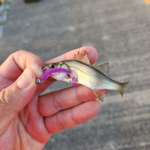セイゴ（タイリクスズキ）の釣果