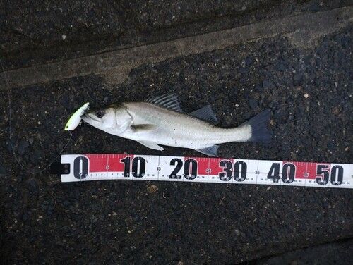 シーバスの釣果
