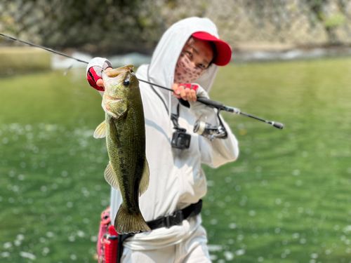 ラージマウスバスの釣果
