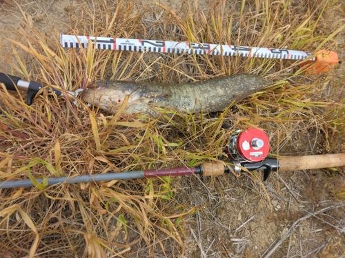 マナマズの釣果