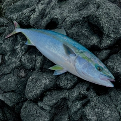 ブリの釣果