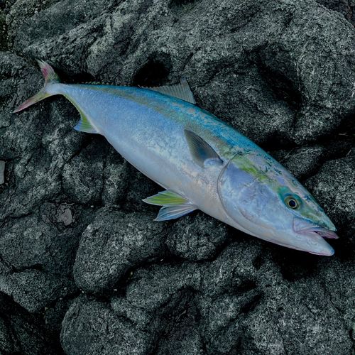 ブリの釣果