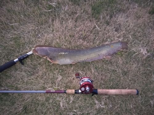 マナマズの釣果