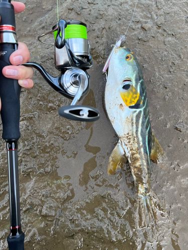 シマフグの釣果