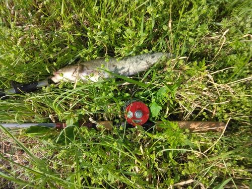 マナマズの釣果