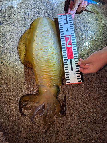 イカの釣果