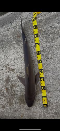 サメの釣果
