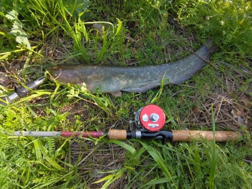 マナマズの釣果