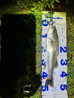 シーバスの釣果