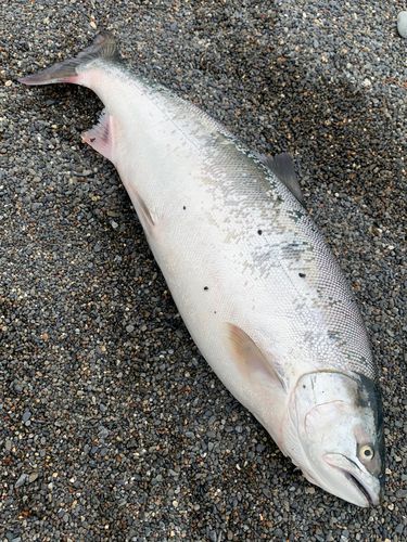 サクラマスの釣果